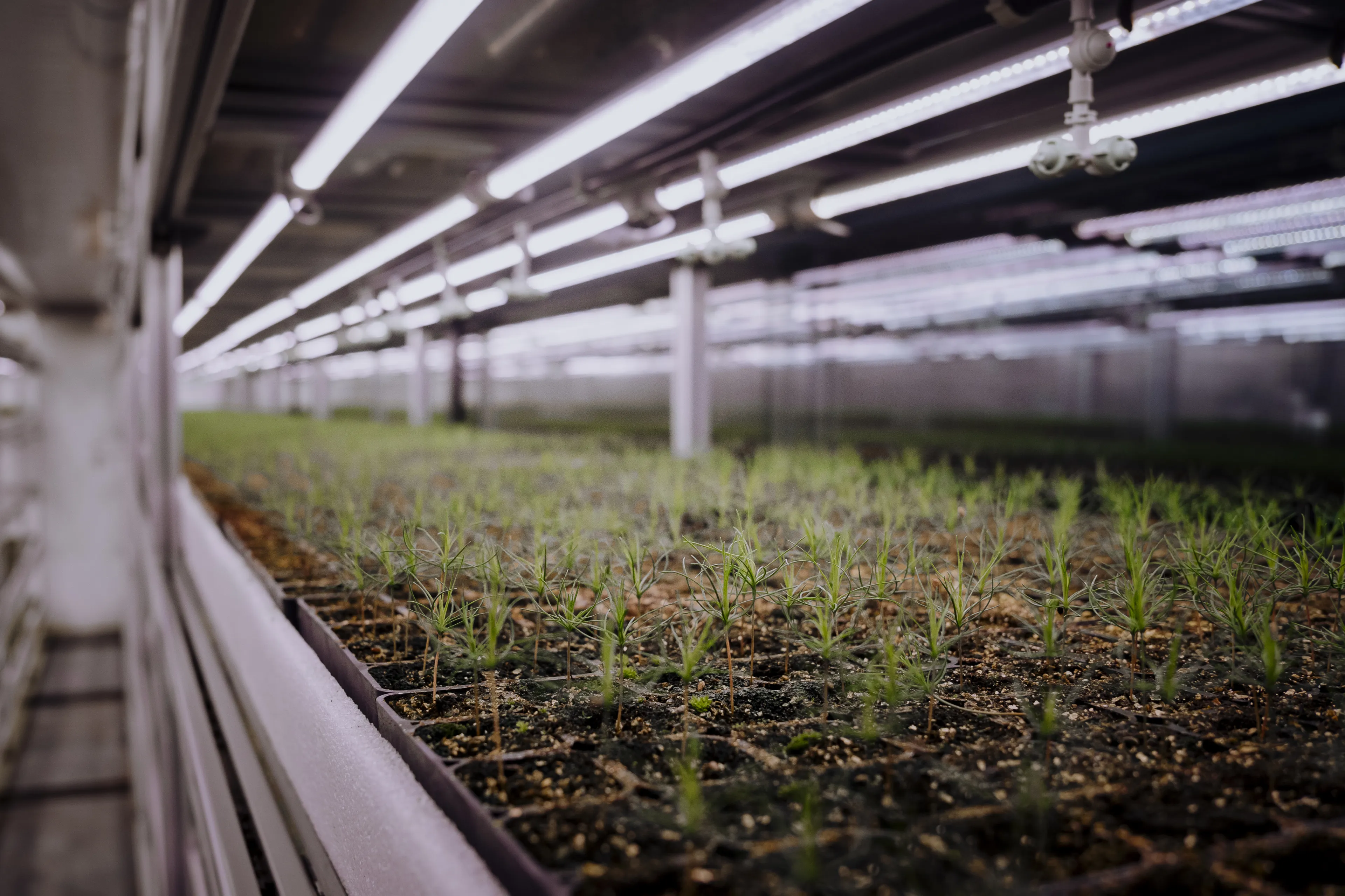 Case Study: Carbon Less Future and Aranet Collaboration