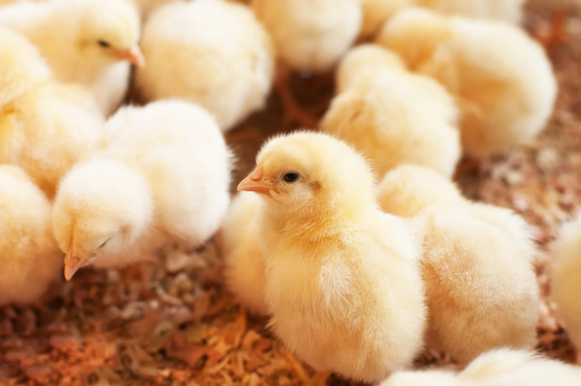 Case study: Aranet Wireless Monitoring Solution for Poultry Farms